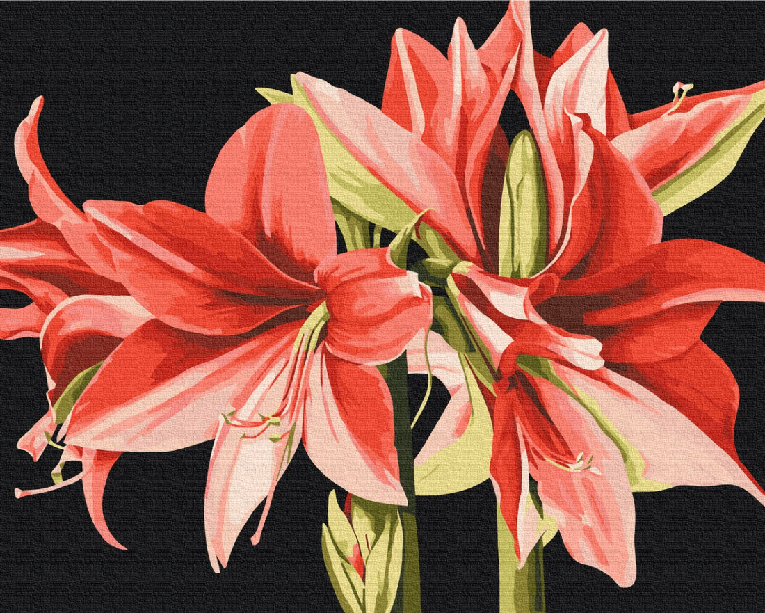 Malen nach Zahlen Motiv - Amaryllis